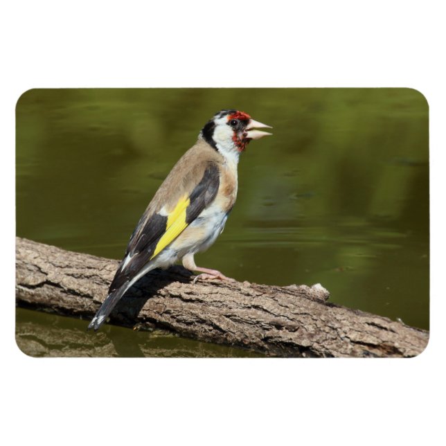 Carduelis carduelis magnet (Horizontal)