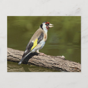 Carduelis carduelis postcard