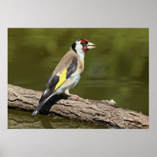 Carduelis carduelis poster