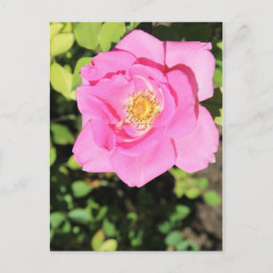 Carefree Beauty Rose # 7 Postcard