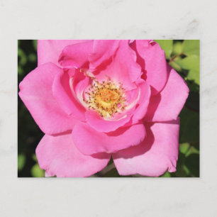 Carefree Beauty Rose Postcard