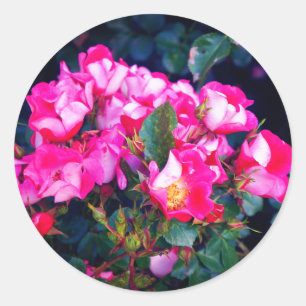 Carefree Spirit Rose #1 Stickers