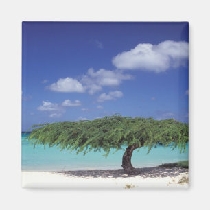 Caribbean, Aruba. Eagle Beach Magnet