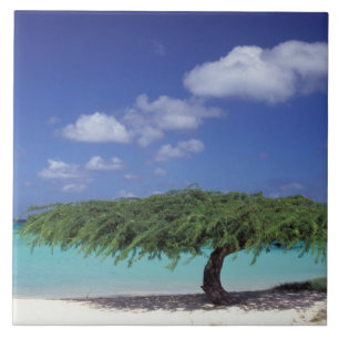 Caribbean, Aruba. Eagle Beach Tile