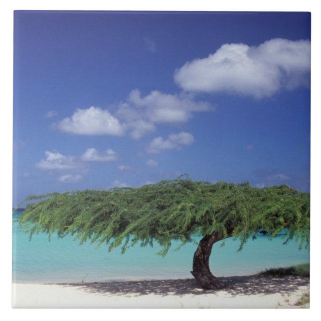 Caribbean, Aruba. Eagle Beach Tile (Front)