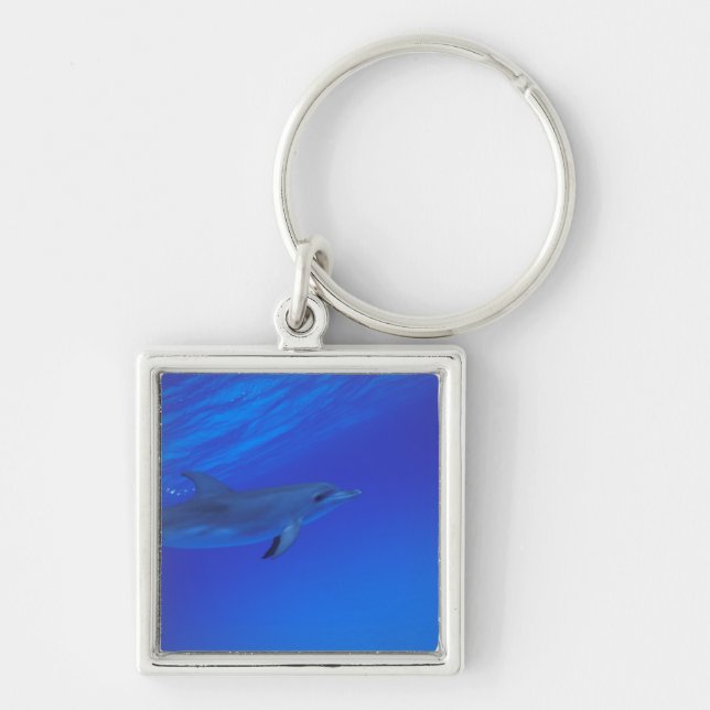 Caribbean, Bahamas Spotted dolphin Key Ring (Front)