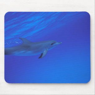 Caribbean, Bahamas Spotted dolphin Mouse Pad