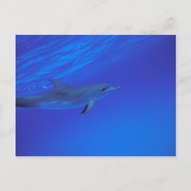 Caribbean, Bahamas Spotted dolphin Postcard (Front)