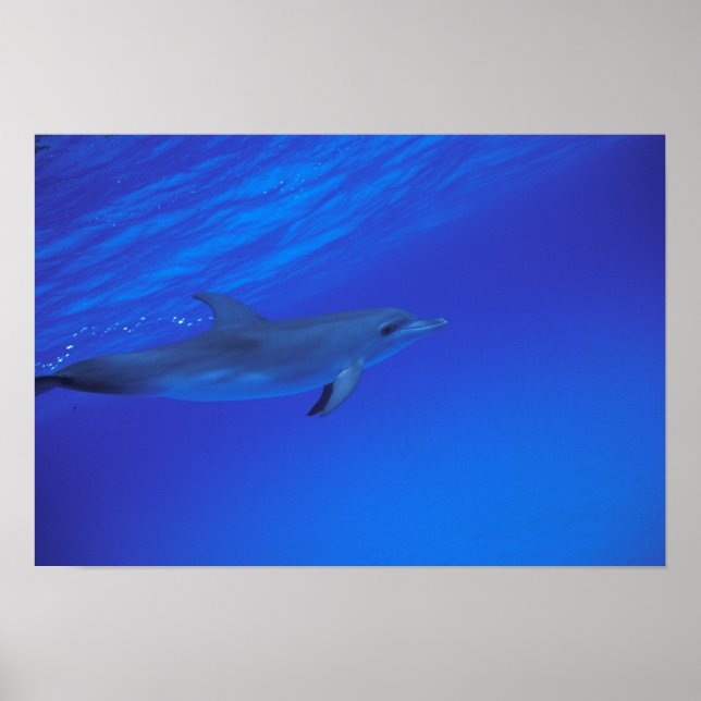 Caribbean, Bahamas Spotted dolphin Poster (Front)
