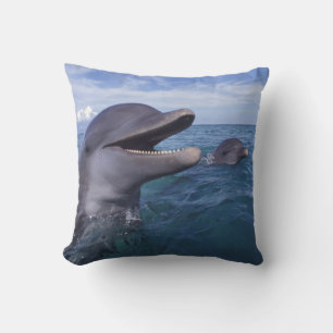 Caribbean, Bottlenose Cushion