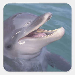 Caribbean, Bottlenose dolphin Square Sticker