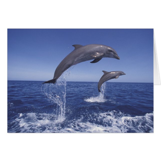 Caribbean, Bottlenose dolphins (Front Horizontal)
