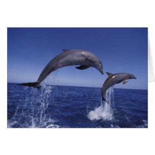 Caribbean, Bottlenose dolphins