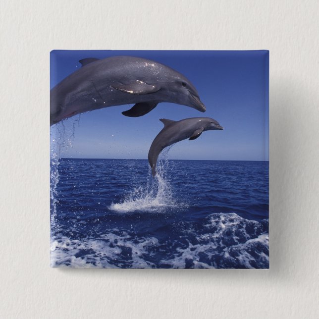 Caribbean, Bottlenose dolphins 15 Cm Square Badge (Front)