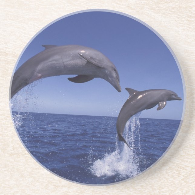 Caribbean, Bottlenose dolphins Coaster (Front)