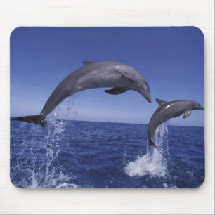 Caribbean, Bottlenose dolphins Mouse Pad