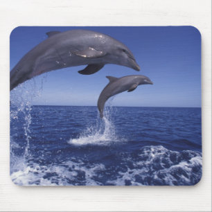 Caribbean, Bottlenose dolphins Mouse Pad