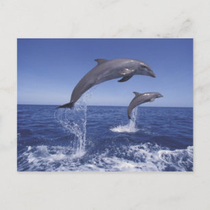 Caribbean, Bottlenose dolphins Postcard