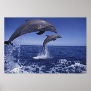 Caribbean, Bottlenose dolphins Poster