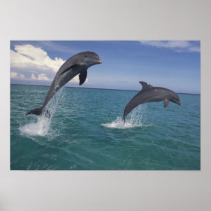 Caribbean, Bottlenose dolphins Poster