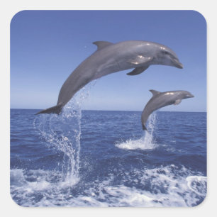 Caribbean, Bottlenose dolphins Square Sticker