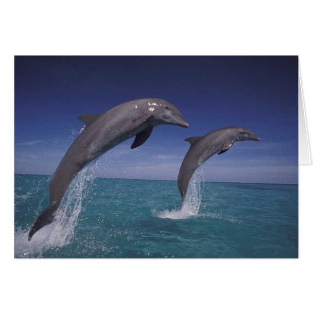 Caribbean, Bottlenose dolphins Tursiops (Front Horizontal)