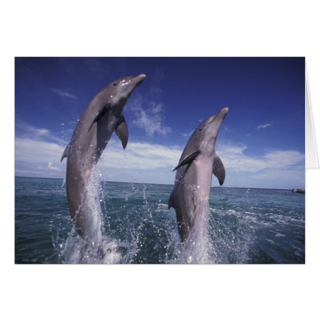 Caribbean, Bottlenose dolphins Tursiops (Front Horizontal)