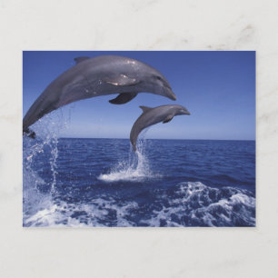 Caribbean, Bottlenose dolphins Tursiops 12 Postcard