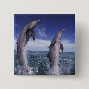 Caribbean, Bottlenose dolphins Tursiops 15 Cm Square Badge