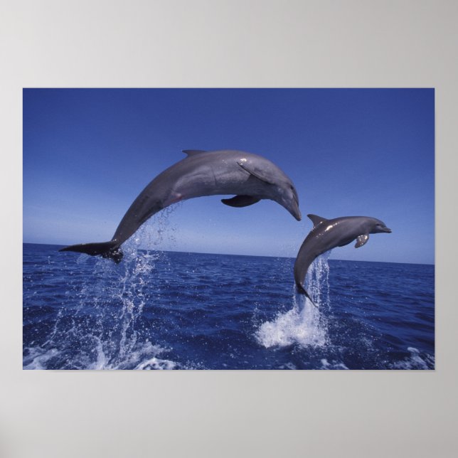 Caribbean, Bottlenose dolphins Tursiops 7 Poster (Front)
