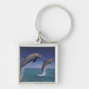 Caribbean, Bottlenose dolphins Tursiops Key Ring