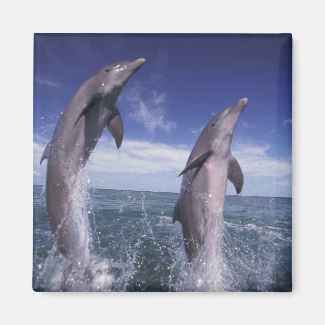Caribbean, Bottlenose dolphins Tursiops Magnet (Front)