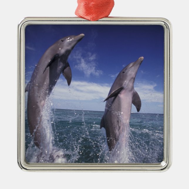 Caribbean, Bottlenose dolphins Tursiops Metal Tree Decoration (Front)