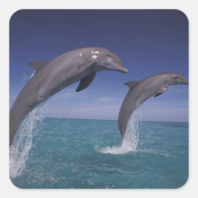 Caribbean, Bottlenose dolphins Tursiops Square Sticker (Front)