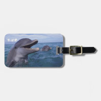 Caribbean, Bottlenose