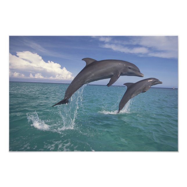 Caribbean, Bottlenose Photo Print (Front)