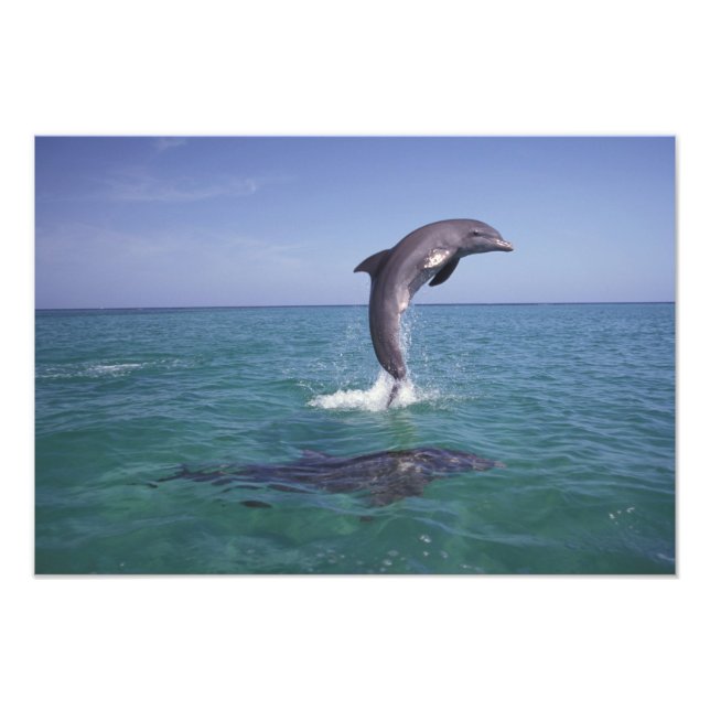 Caribbean, Bottlenose Photo Print (Front)