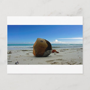 caribbean coconut postcard