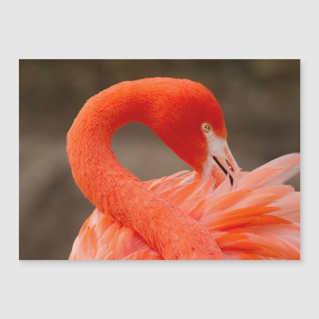 Caribbean flamingo (Front)