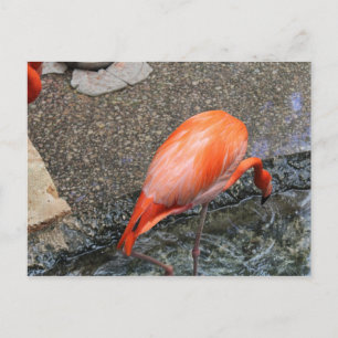 Caribbean Flamingo # 13 Postcard