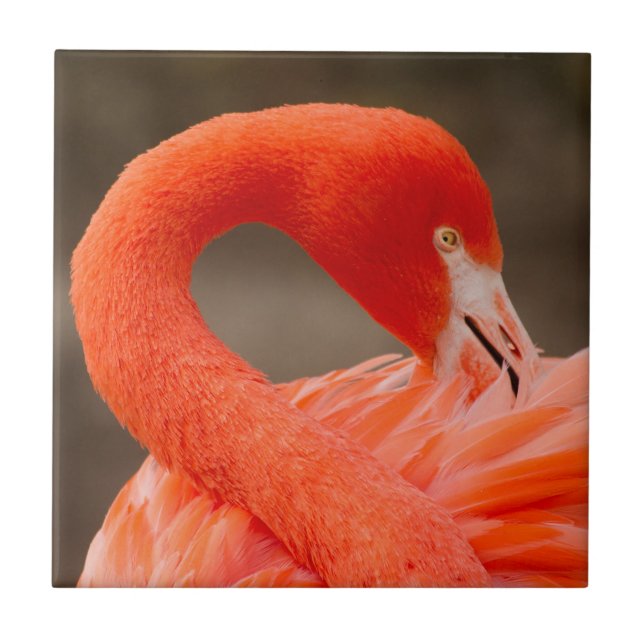 Caribbean flamingo ceramic tile (Front)