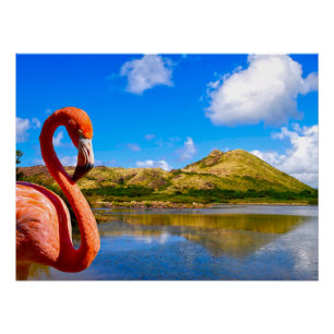 Caribbean flamingo in St kitts canvas Poster