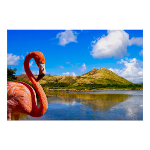 Caribbean flamingo in St kitts canvas Poster