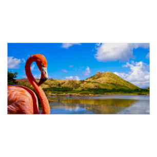 Caribbean flamingo in St kitts canvas Poster