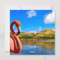 Caribbean flamingo in St kitts