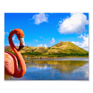 Caribbean flamingo in St kitts Photo Print