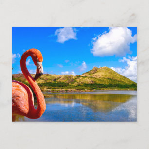 Caribbean flamingo in St kitts  Postcard
