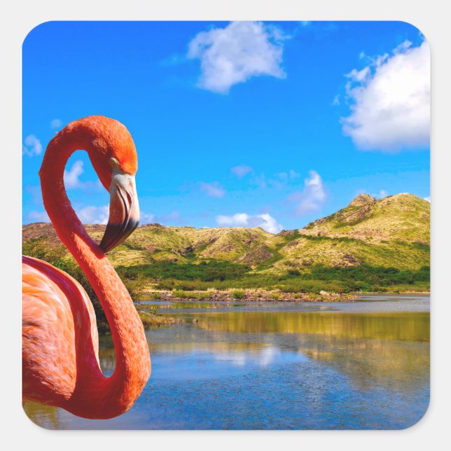 Caribbean flamingo in St kitts Square Sticker (Front)