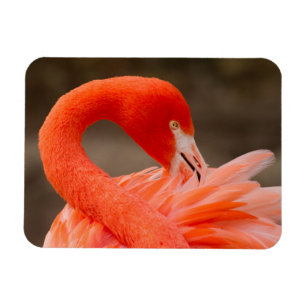 Caribbean flamingo magnet