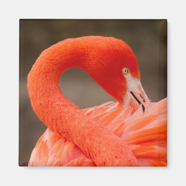 Caribbean flamingo magnet (Front)